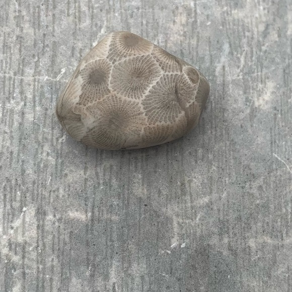Petoskey stone - Picture 1 of 4